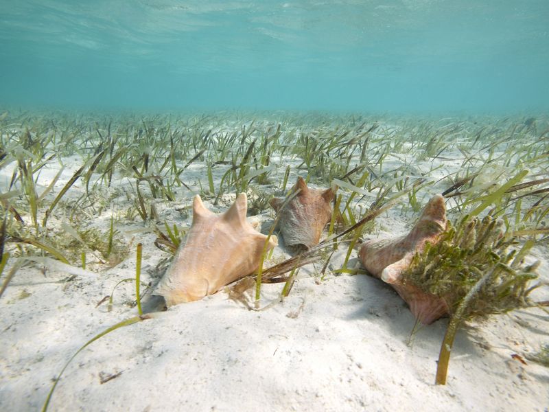 Queen Conch on Seagrass