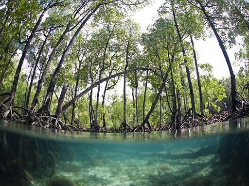 Split view with the bottom looking at mangrove roots under water and the top showing tall mangroves growing along the shore of a body of water.