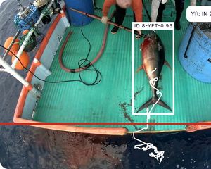 Tuna identification using Edge AI technology.