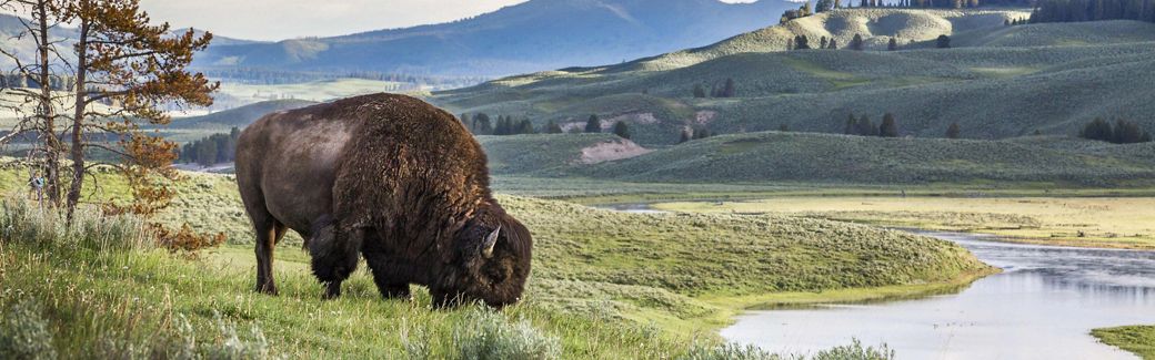 A bison at Yellowstone National Park.