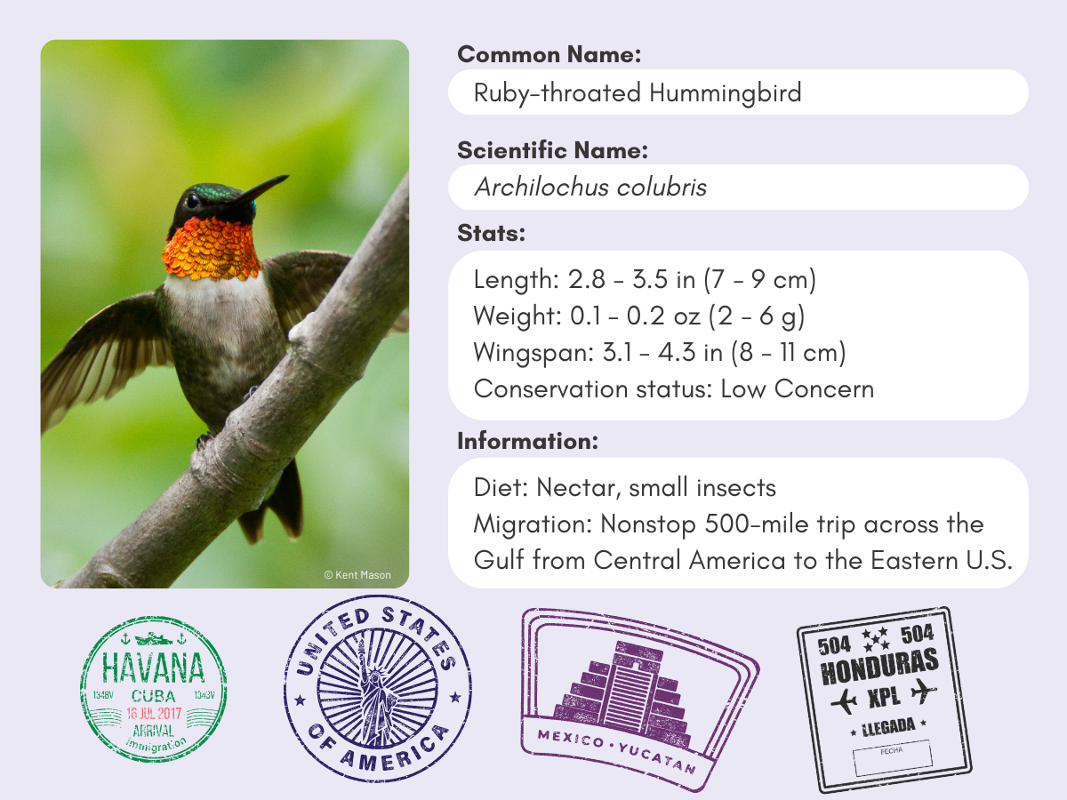 Info card for the Ruby-throated Hummingbird.