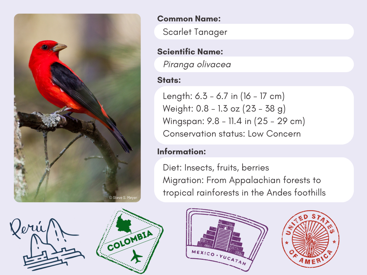 Info card for the Scarlet Tanager.